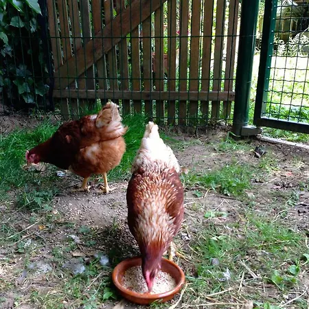 Jardin D'ocq Ellezelles